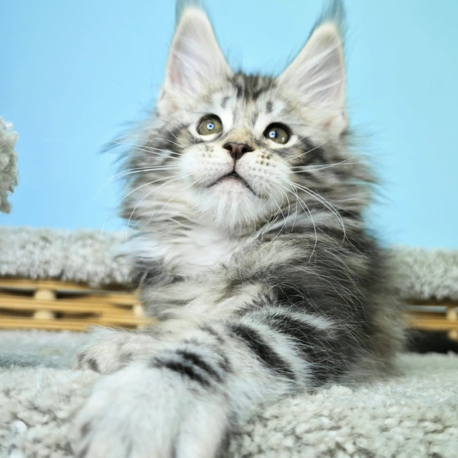 Henry Maine Coon male, black silver tabby
