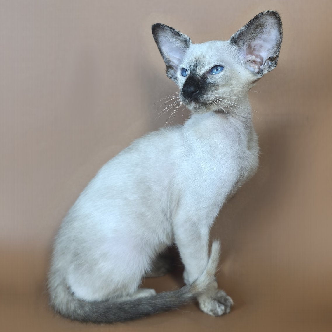 Lyra Siamese female, black tortie