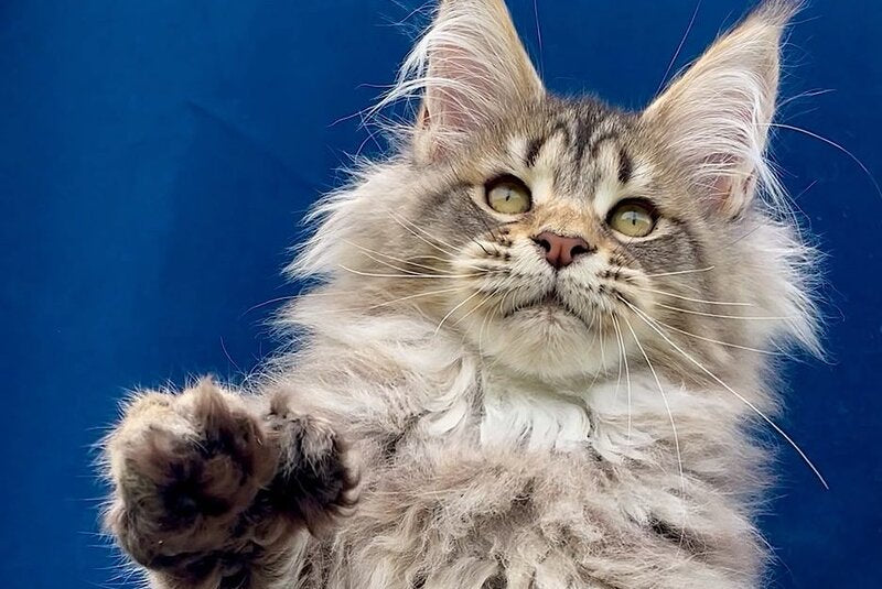 Verona Maine Coon polydactyl female, black tabby