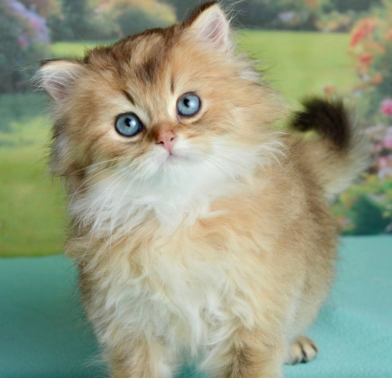 Sultan British Longhair male black golden shaded - live animals