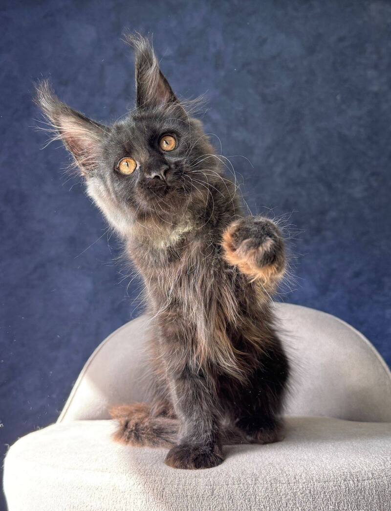Azari Maine Coon female black silver with white - live animals