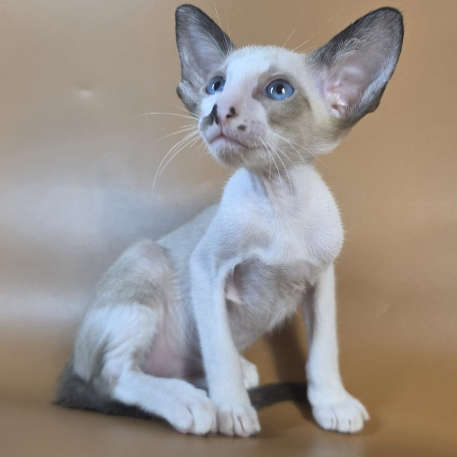 Cheesecake Oriental Shorthair male, black mitted