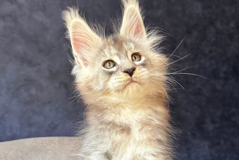 Igmoo Kipper Maine Coon male, black silver ticked tabby