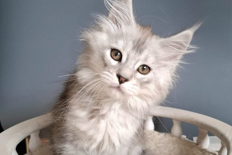 Emma Maine Coon female black silver ticked tabby - live animals