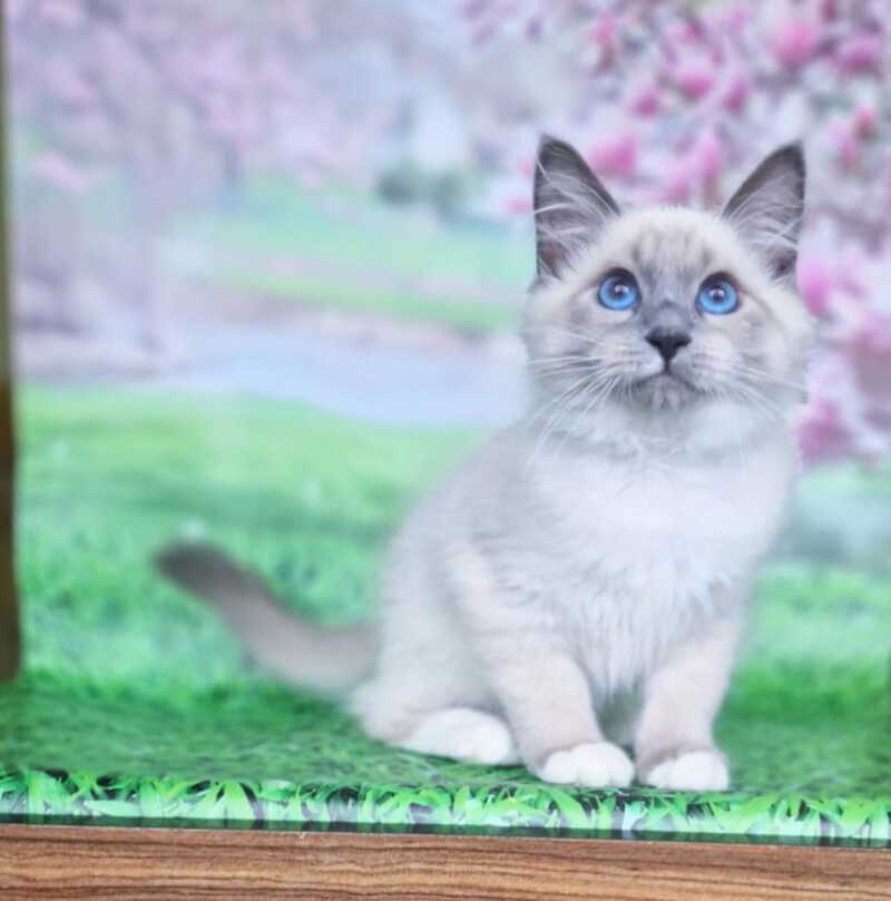 Corby Siberian male, blue with white pointed