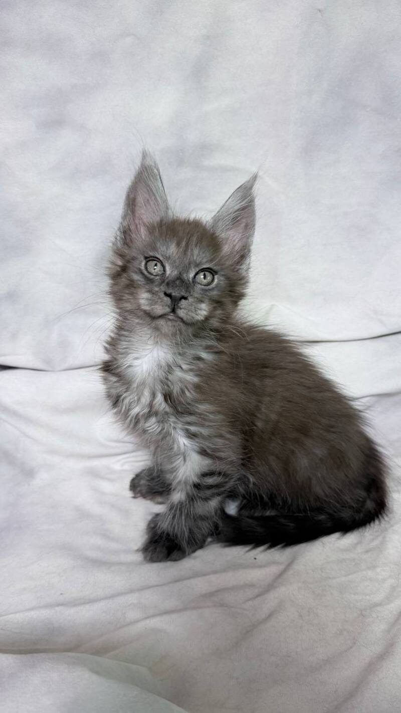 Ice Maine Coon polydactyl male, black silver with white