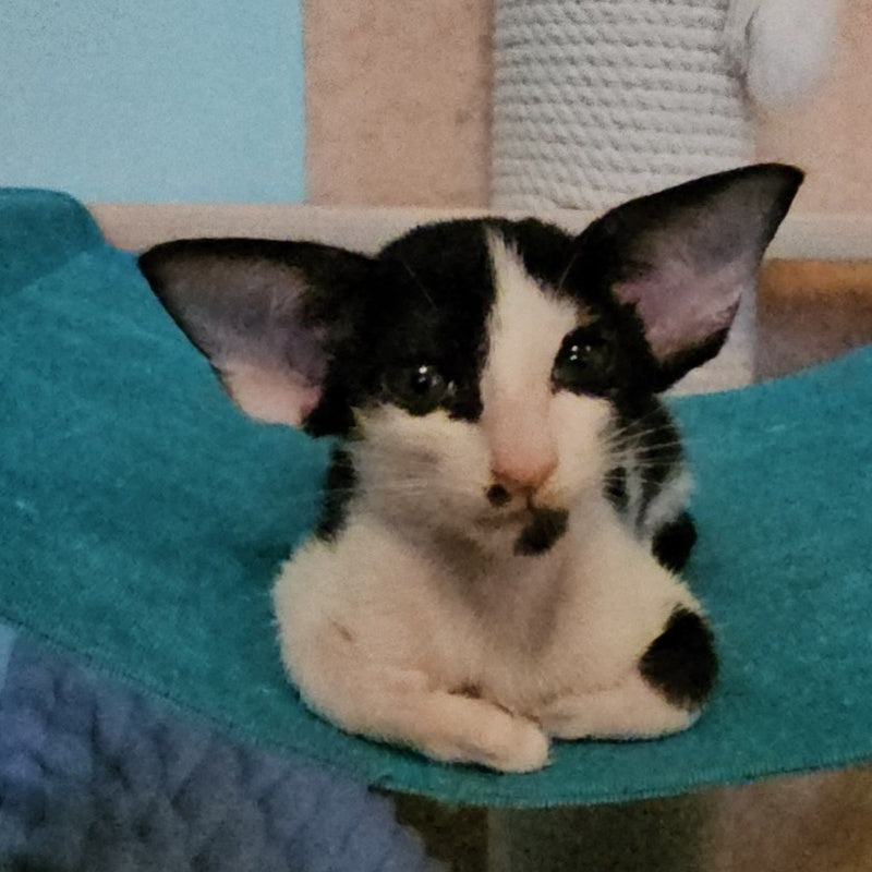 Sindy Oriental Shorthair female, black bicolour