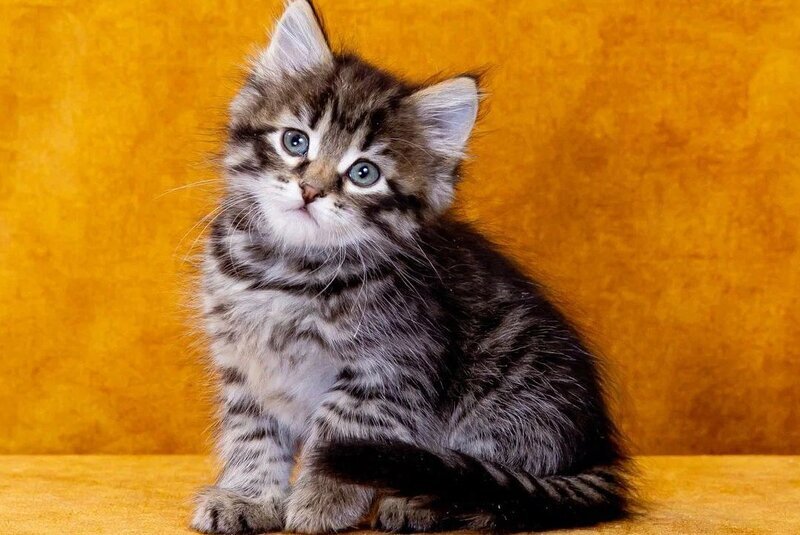 Germes Siberian male, black spotted tabby