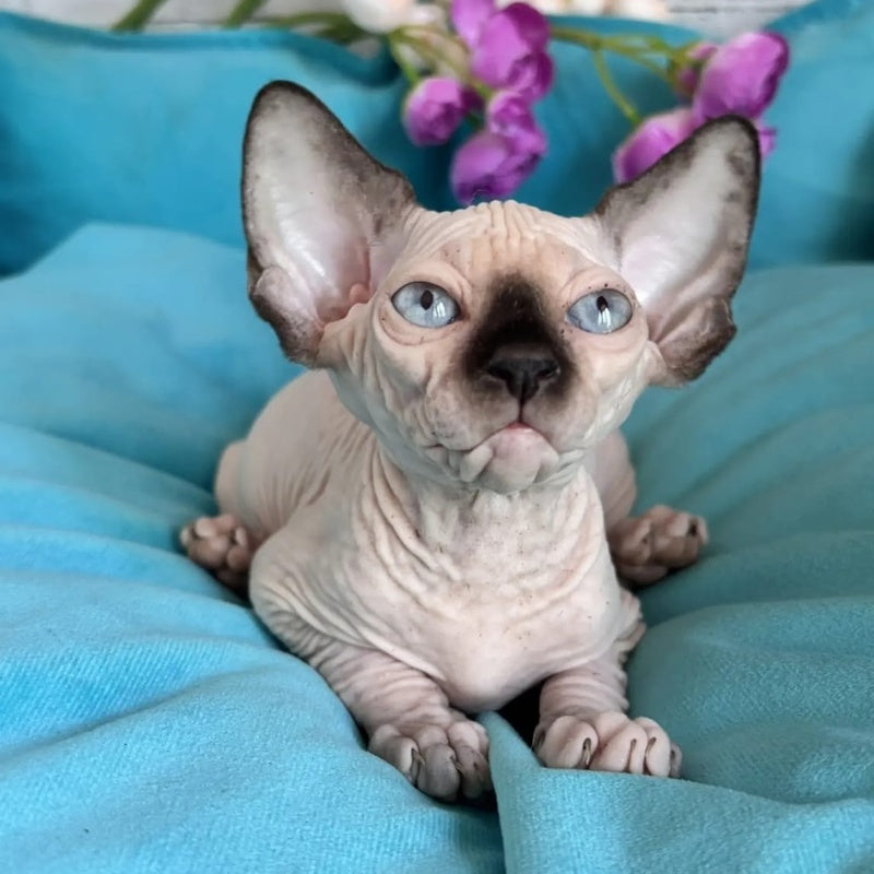 Bahia Canadian Sphynx female, black pointed