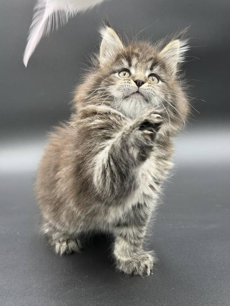 Rena Maine Coon polydactyl female black spotted tabby - live animals