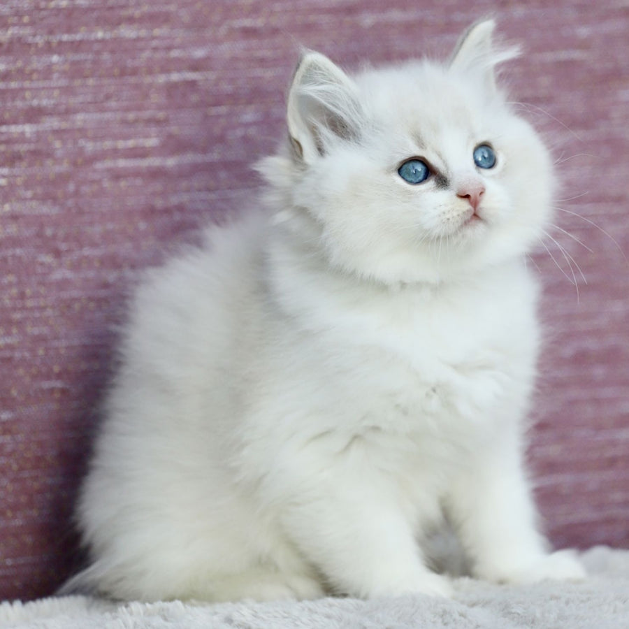 Lenox Ragdoll male, blue bicolour tabby