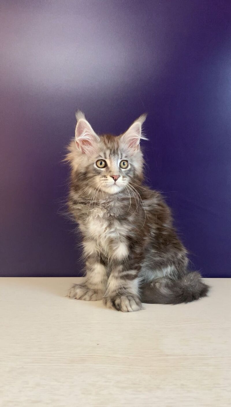 Norion Maine Coon polydactyl male, black silver tabby