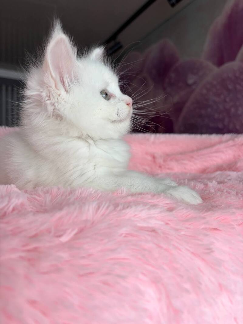 White Angel Maine Coon male white - live animals
