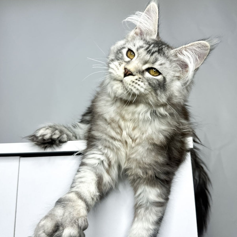 Bekka Maine Coon polydactyl 5x6x6x6 female, black silver tabby