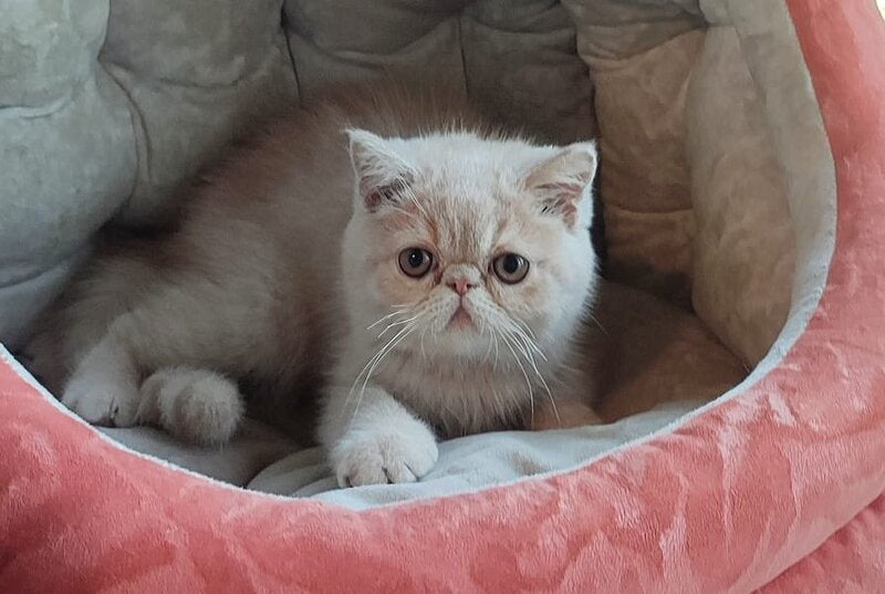 Bob Exotic male cream - live animals
