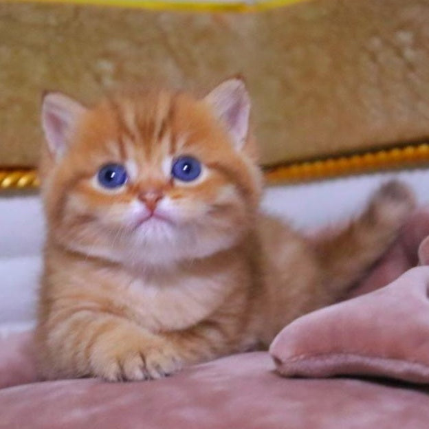 Tiger British Shorthair male, chocolate golden ticked tabby