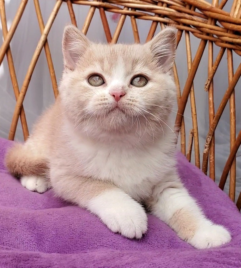 Uno British Shorthair male cream bicolour - live animals