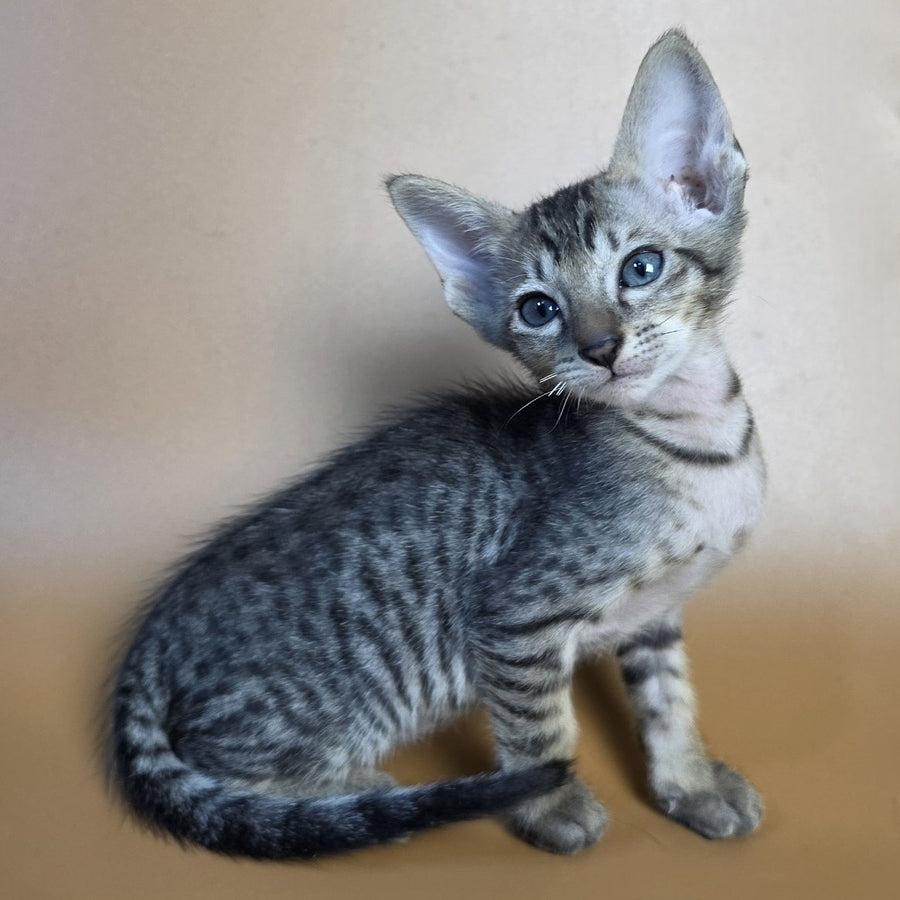 Einar Oriental Shorthair male, black spotted tabby