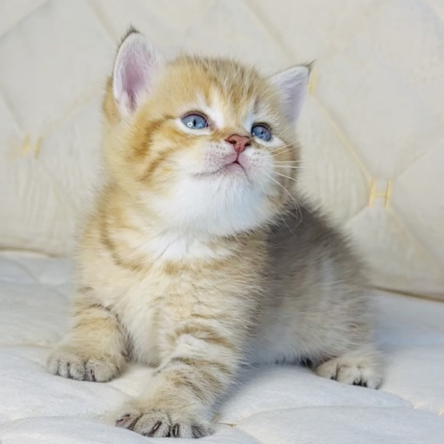 Grant British Shorthair male, chocolate golden spotted tabby