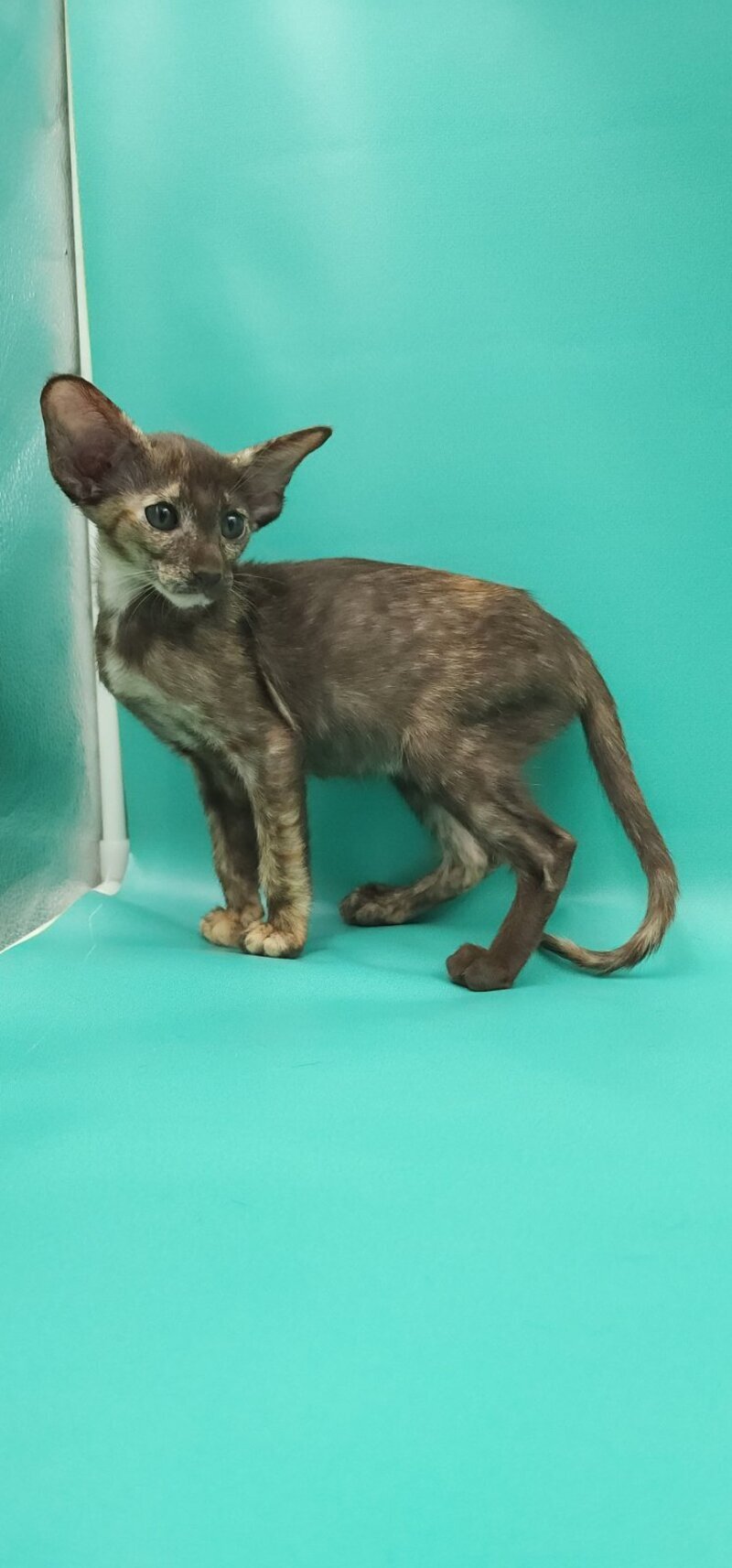 Sayuri Oriental Shorthair female, chocolate tortie