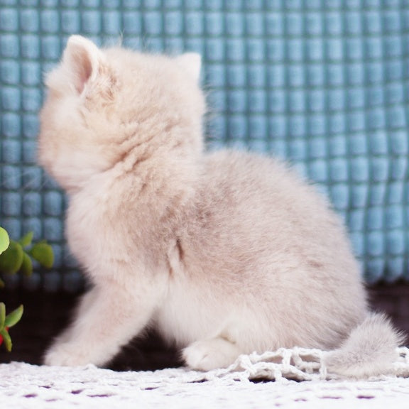 Fakira British Shorthair female, blue golden shaded