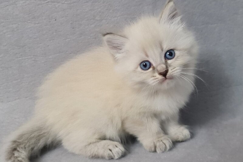 Angel Siberian male blue tabby pointed - live animals