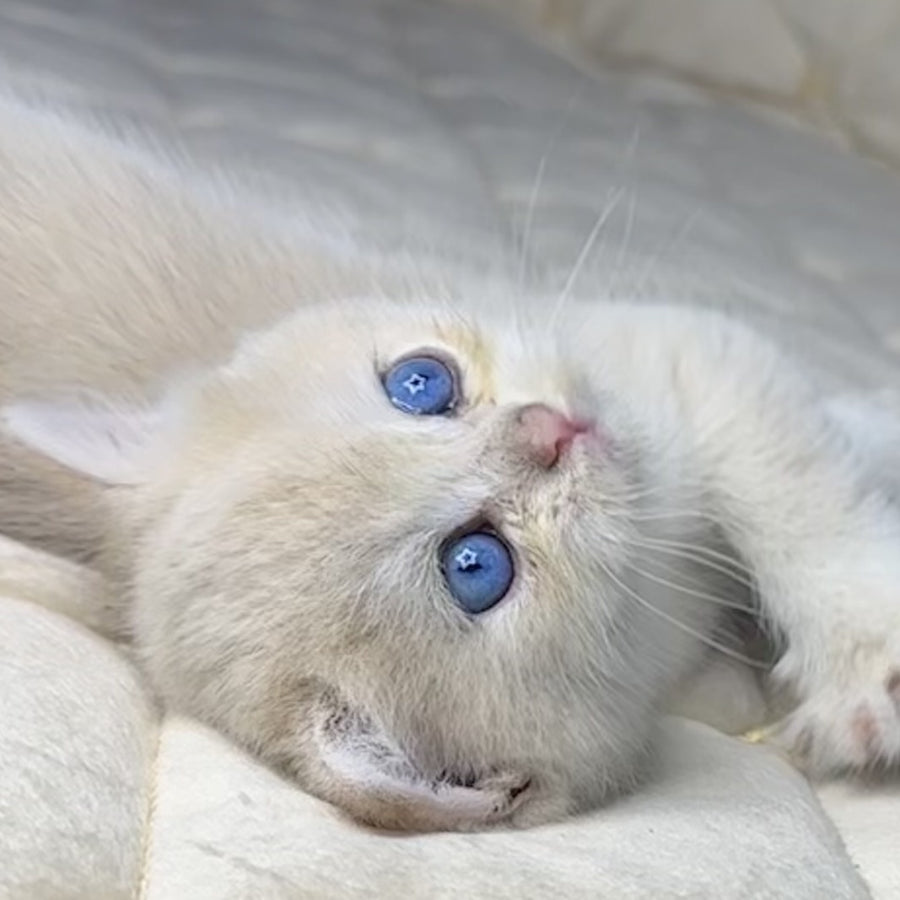 Fistashka British Shorthair female, blue golden shaded