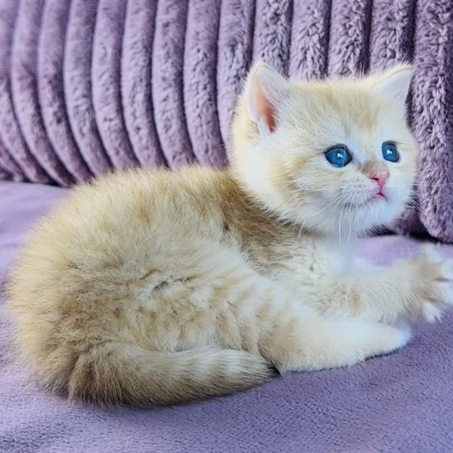 Jaya British Shorthair female, chocolate golden spotted tabby