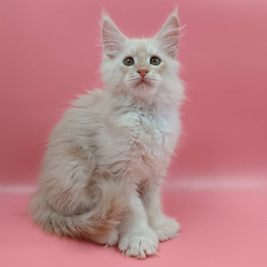 Julian Maine Coon polydactyl 6x6x6x6 male, cream silver