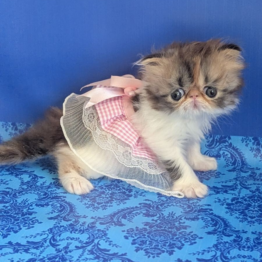 Roksolana Persian female, black tortie tabby harlequin