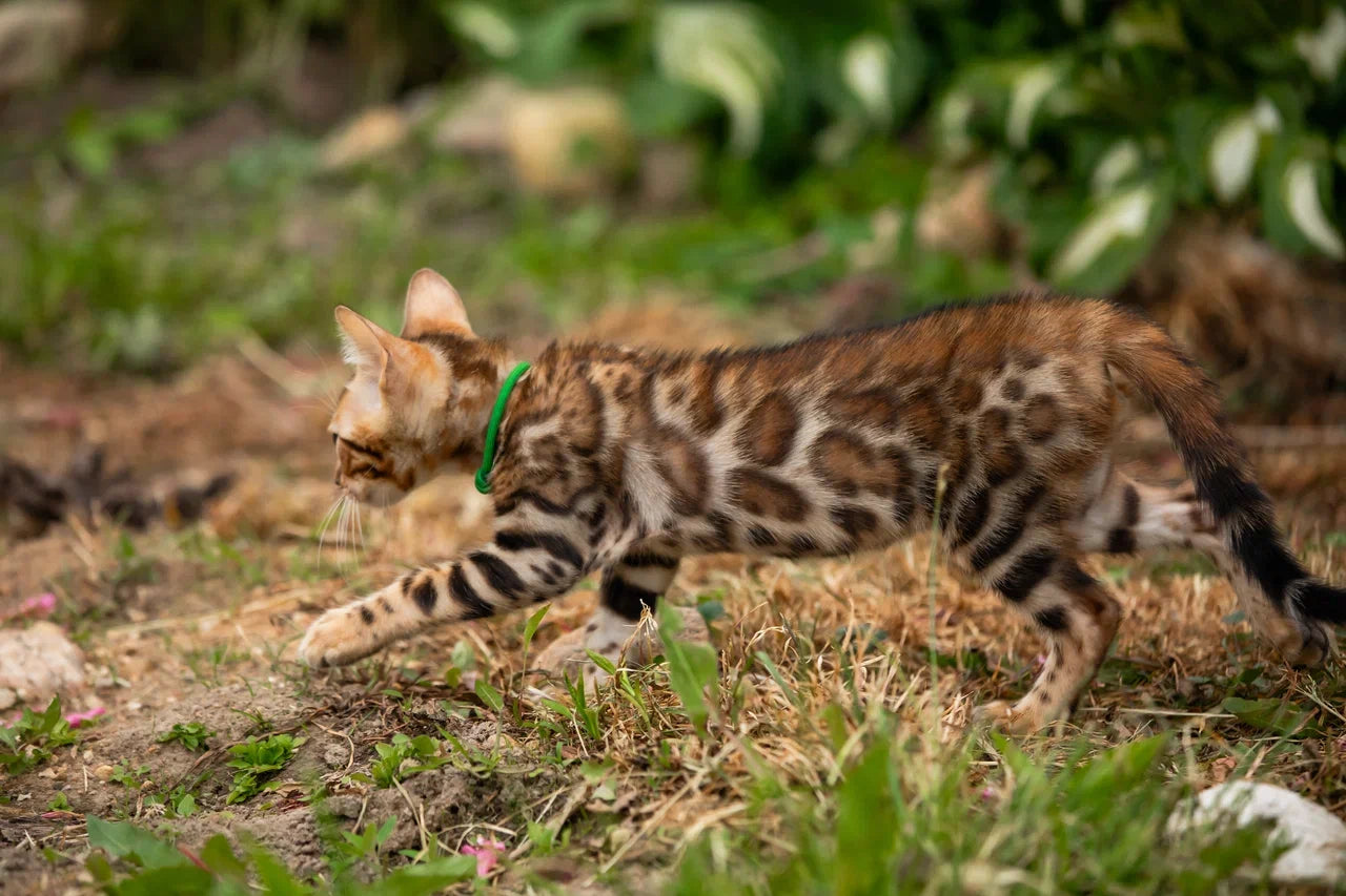 Boss Bengal male, black spotted tabby