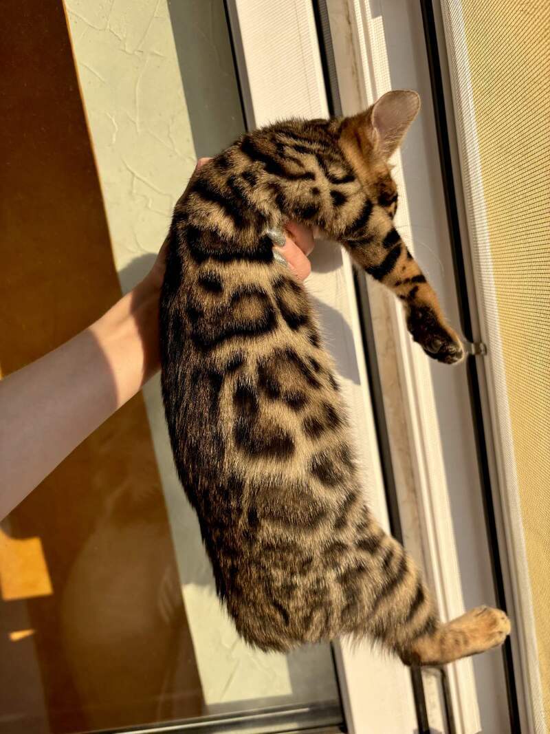 Lily Bengal female black spotted tabby - live animals