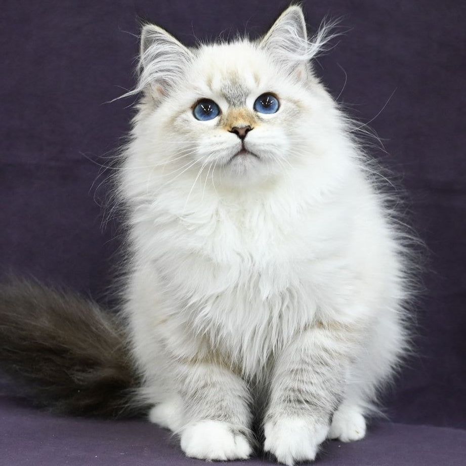Lika Siberian female, black tabby pointed with white