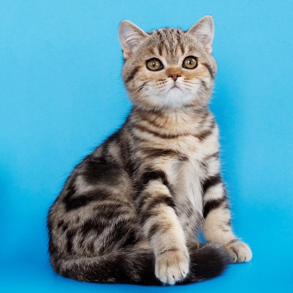 Weiss British Shorthair male, black tabby
