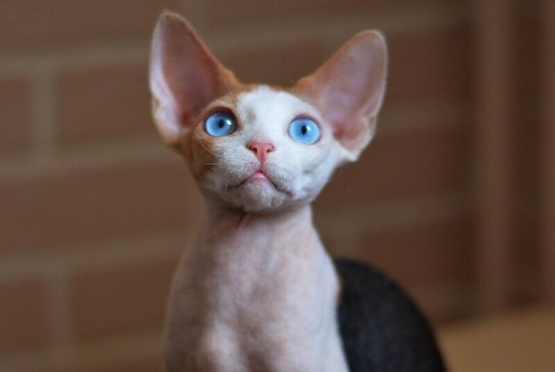 Romashka Devon Rex female black tortie bicolour - live animals