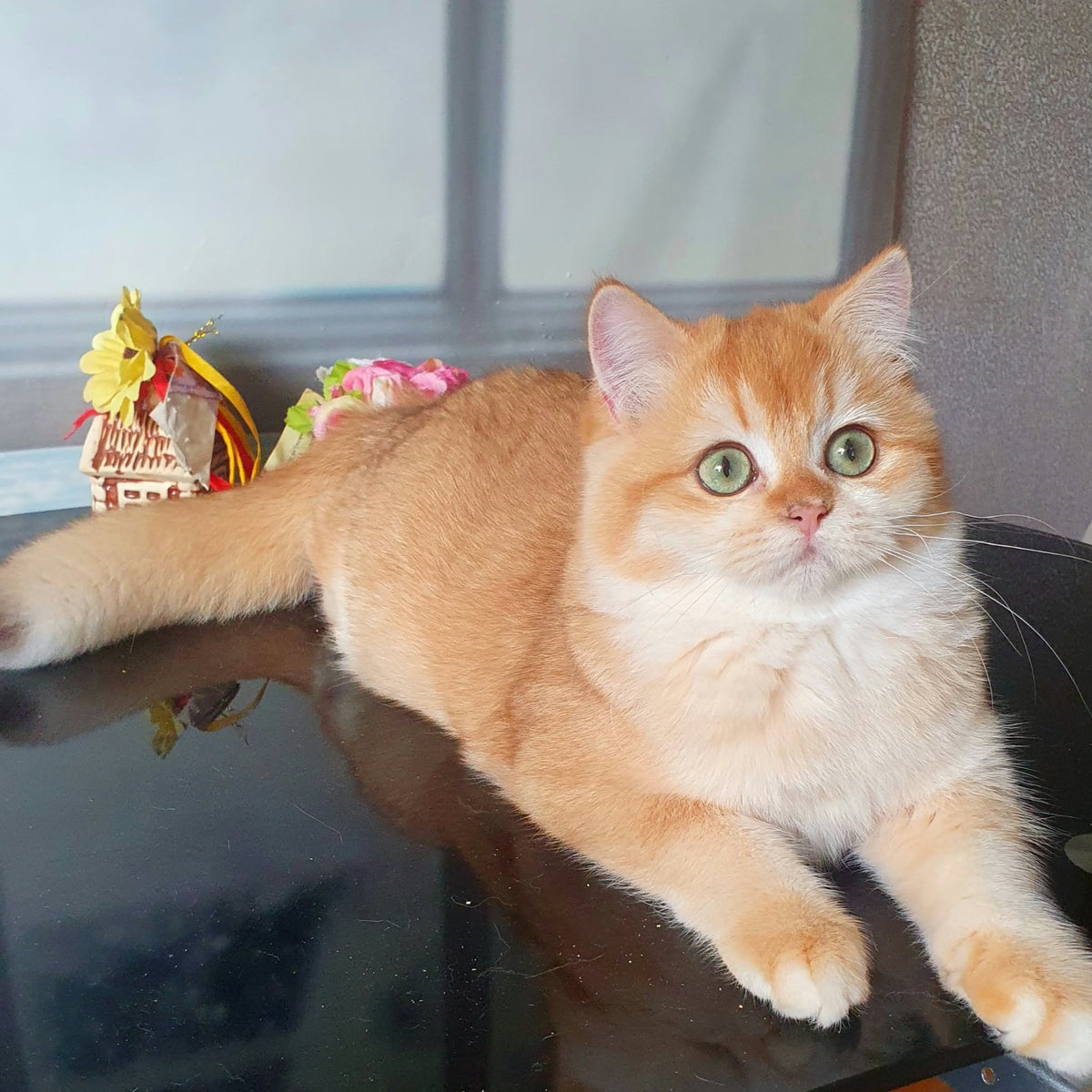 Lyuska British Shorthair female, black golden chinchilla