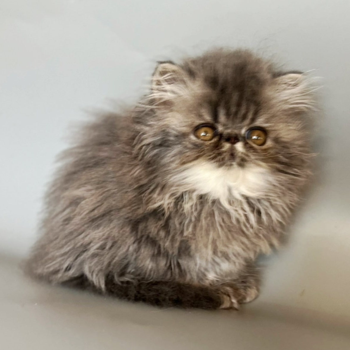 Balloo Persian male, blue silver spotted tabby