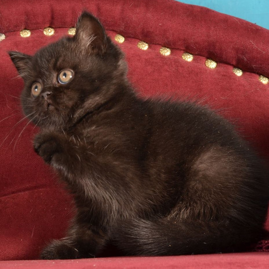 Irma Scottish Straight female, black