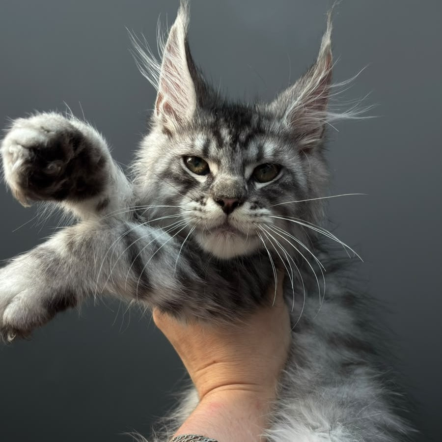Daiquiri Maine Coon male, black silver spotted tabby