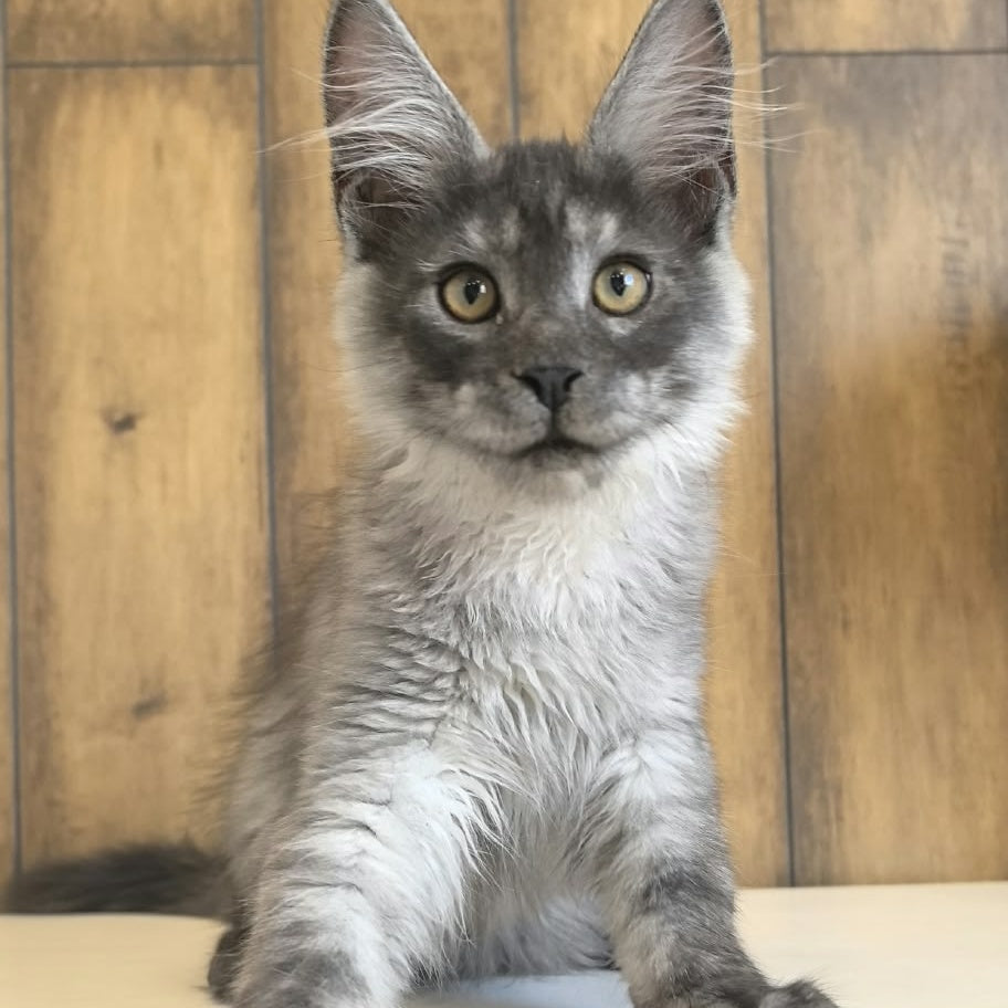 Walter Maine Coon male, black silver