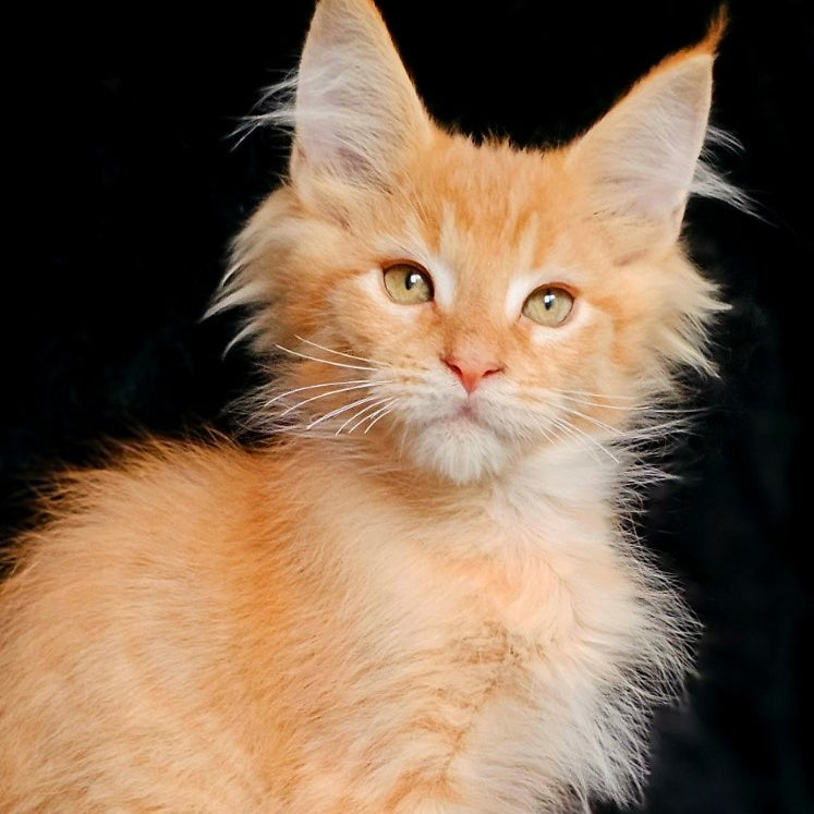 Mango Maine Coon male, red