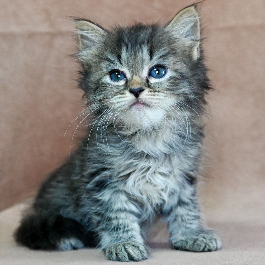 Jive Siberian male, black spotted tabby