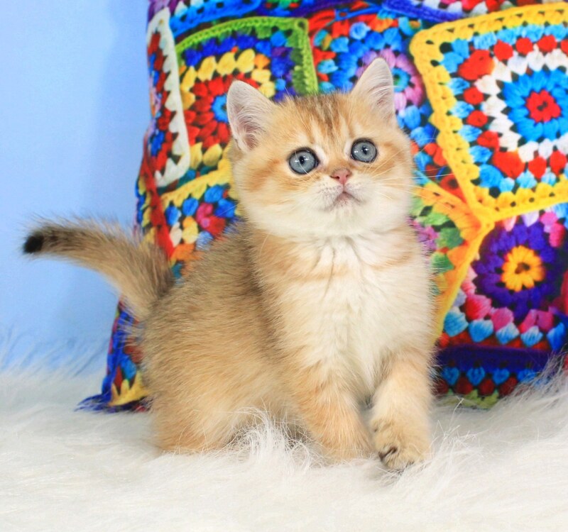Raphael British Shorthair male, black golden shaded