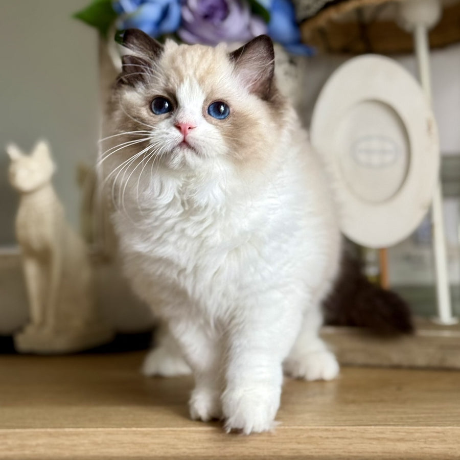 Moksha Ragdoll female, black bicolour