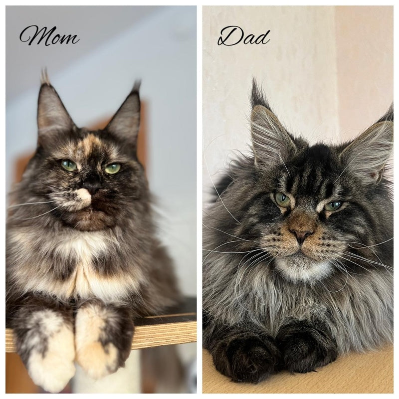 Zabava Maine Coon female, black silver tabby
