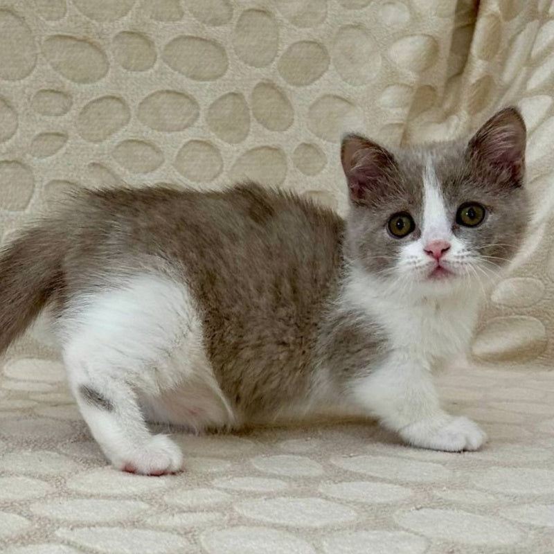 Benny Munchkin male, blue bicolour