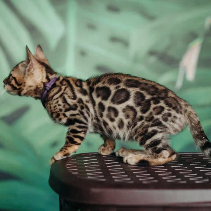 Frida Bengal female, black spotted tabby