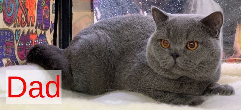 Selena British Shorthair female lilac - live animals