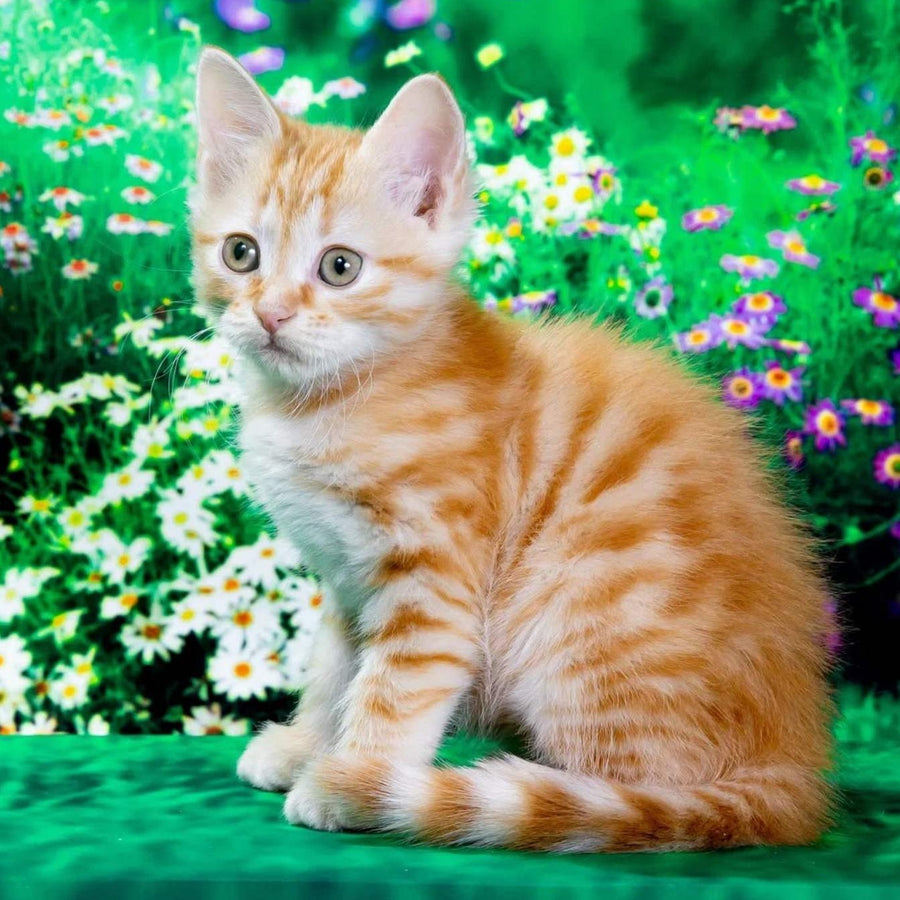 Zhorik Siberian male, red spotted tabby