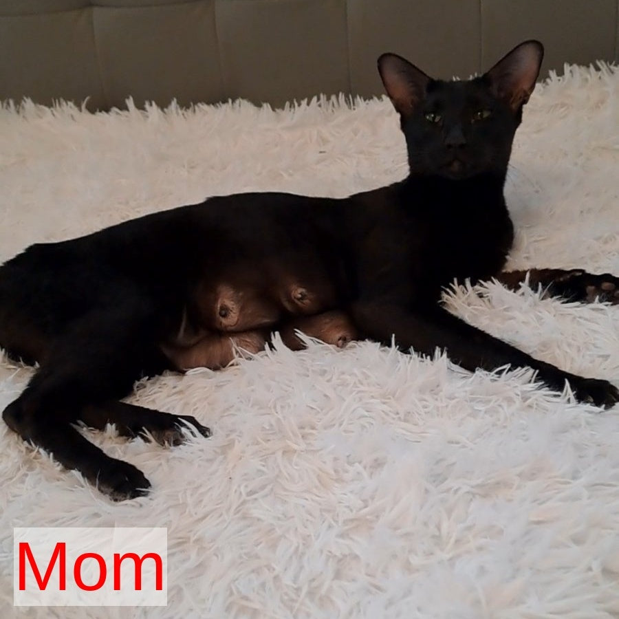 Lola Oriental Shorthair female, black